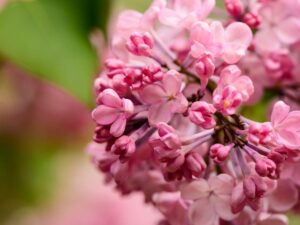 Beautiful Spring Flowering Crabapple Trees