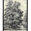Black Poplar Tree Sketch | Tapestry Wall Hanging | 53 x 40
