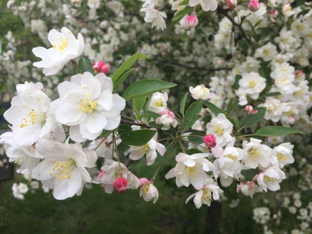 Flowering Crabapple Trees – Pink Spring Perfection | Art & Home