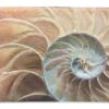 Nautilus | Coastal Art Tapestry | 3 x 50