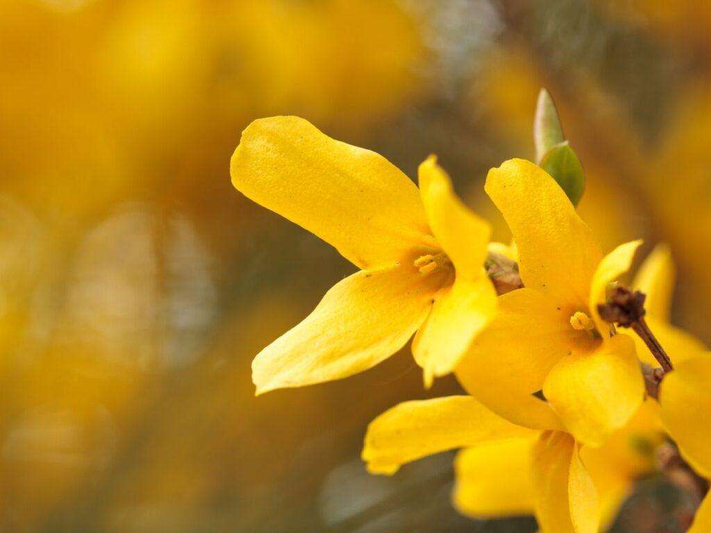 Spring Flowering Forsythia Bush