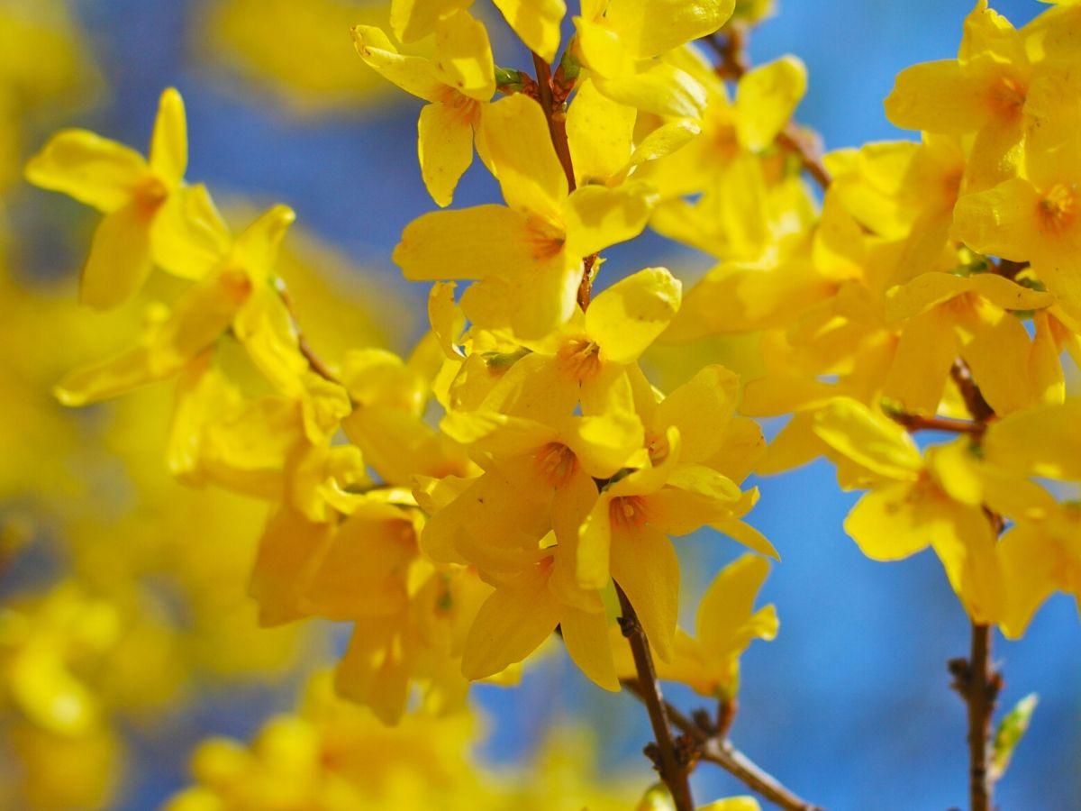 Forsythia – The Spring Sunshine Of Flowering Shrubs 