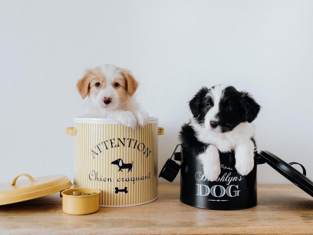 Super cute puppies HD wallpapers