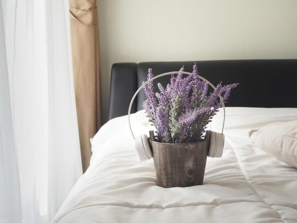 The 6 Best Air Purifying Plants For The Bedroom | Art & Home