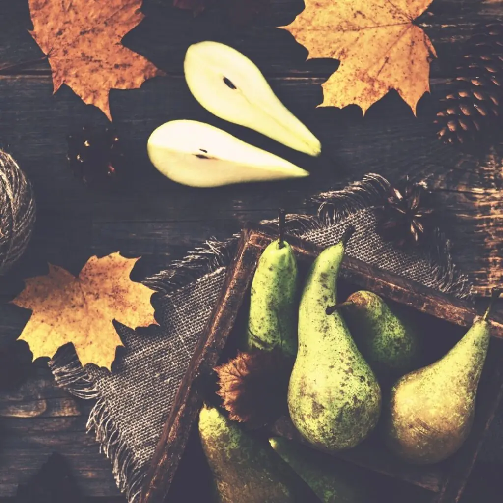 Fall Pears Decor