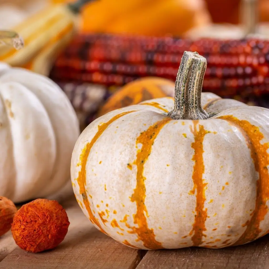 Orange and White Mini Pumpkin Fall Decor
