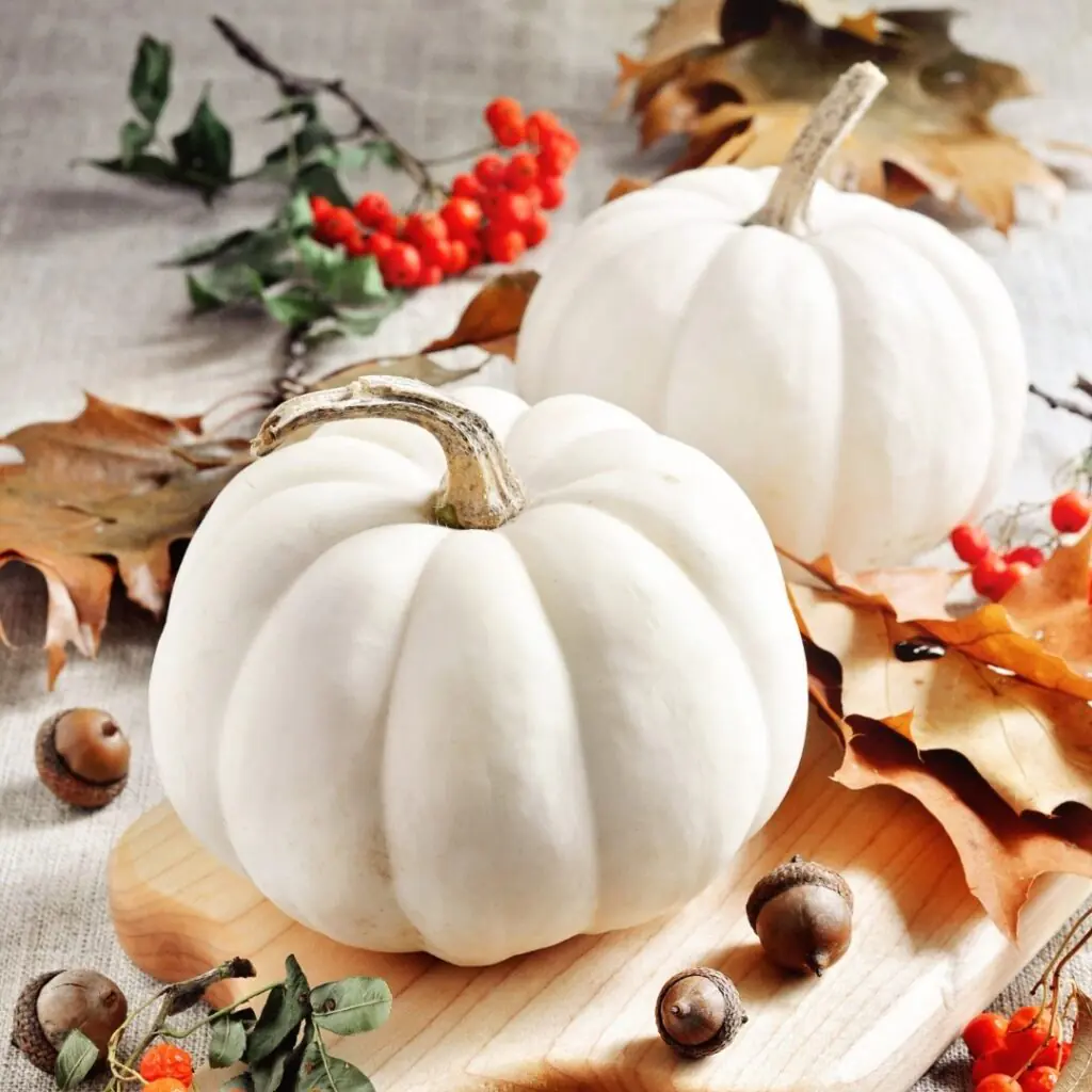 White Pumpkins Fall Decor Display