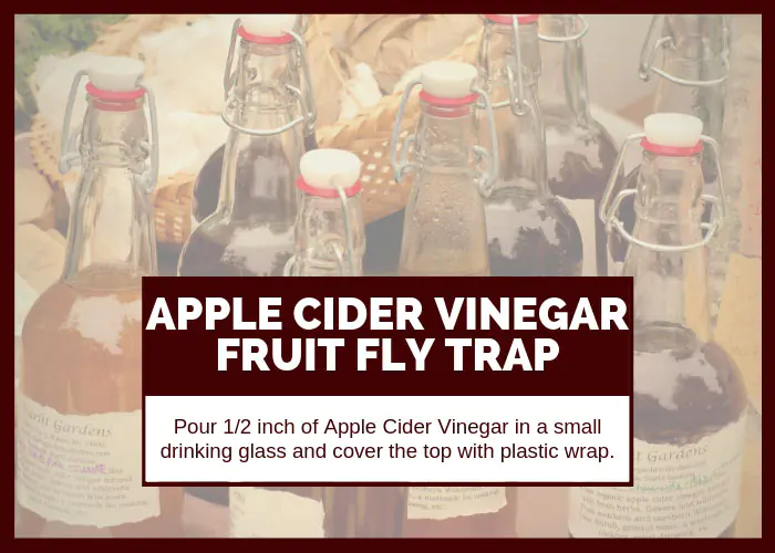How to Get Rid of Fruit Flies Using Apple Cider Vinegar