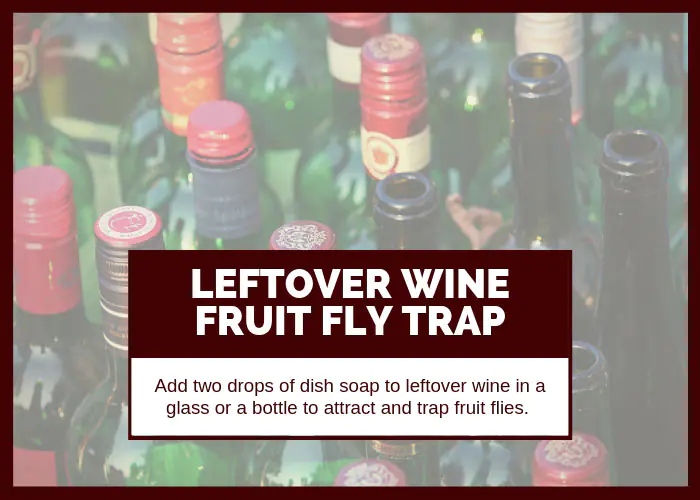 How to Get Rid of Fruit Flies Using Leftover Wine