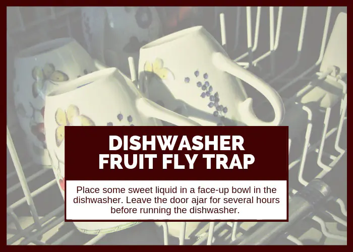 How to Get Rid of Fruit Flies Using the Dishwasher