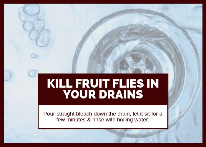 How to Get Rid of Fruit Flies in Drains