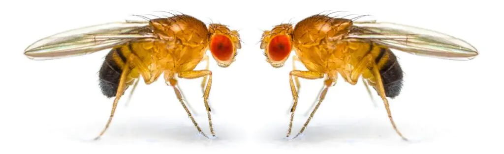 Fruit Flies