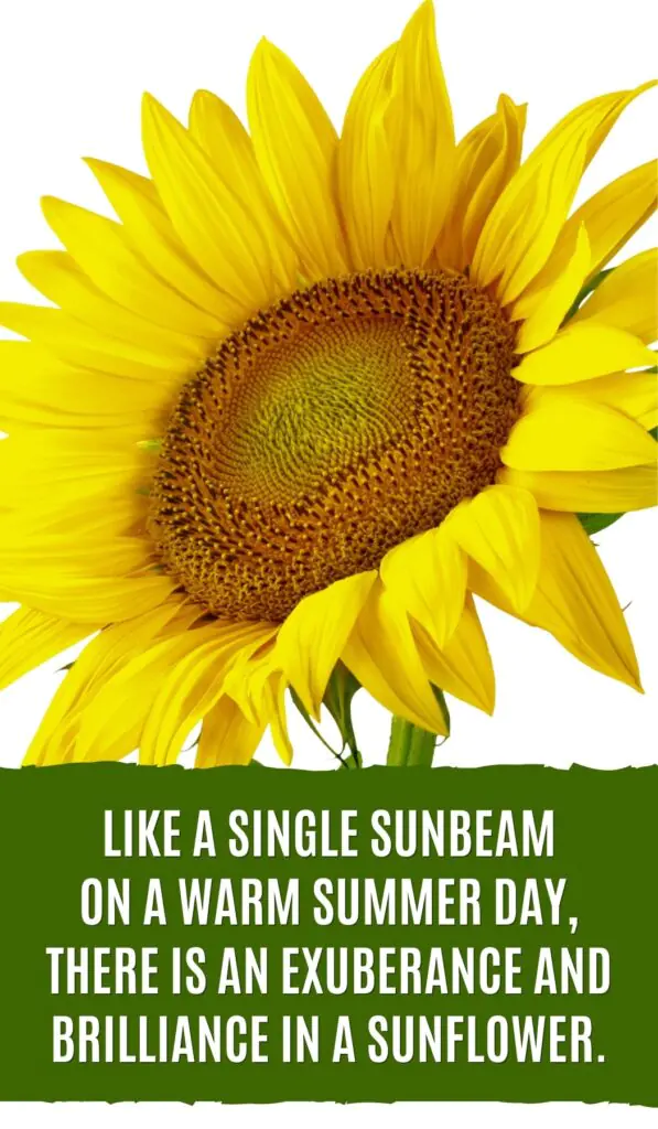 Like a single sunbeam on a warm summer day, there is an exuberance and brilliance in a sunflower.