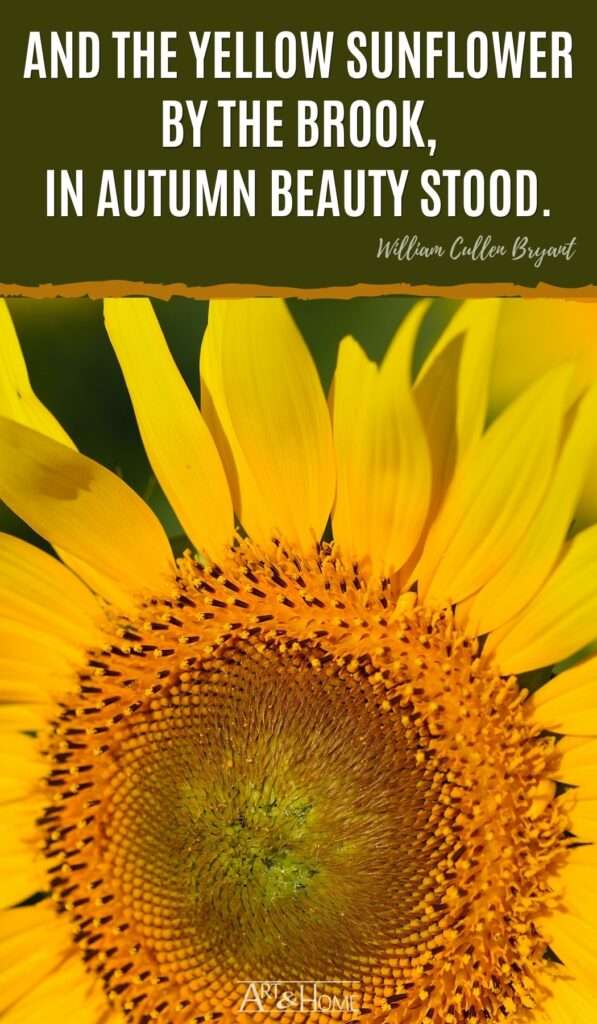 And the yellow sunflower by the brook, in autumn beauty stood. William Cullen Bryant quote