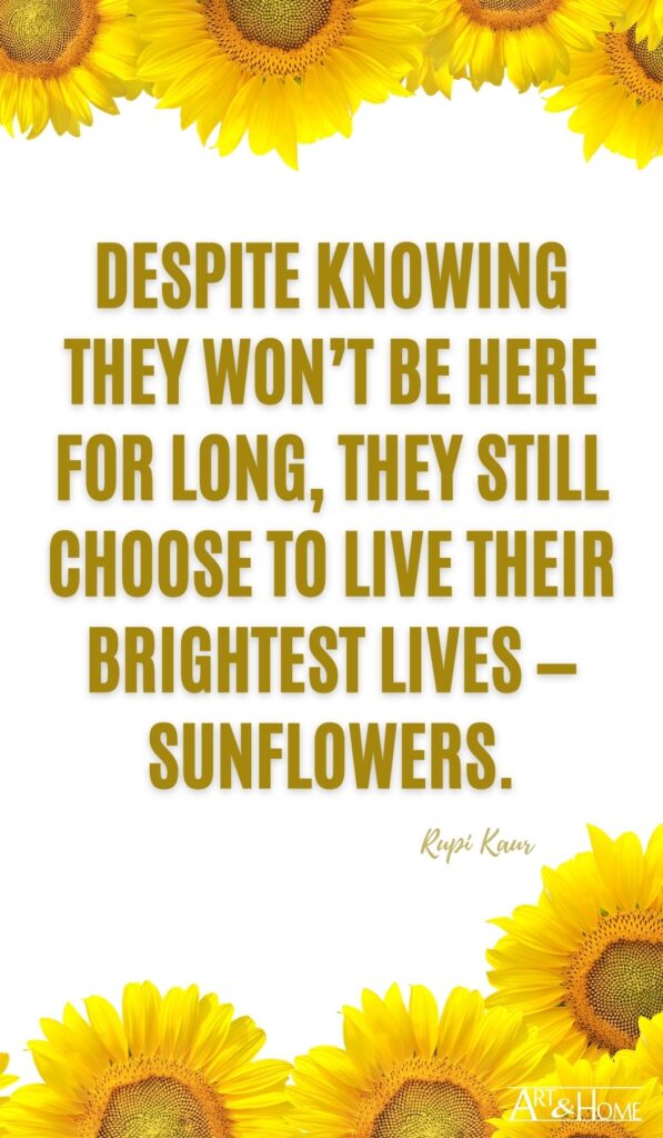 Despite knowing they won’t be here for long, they still choose to live their brightest lives — sunflowers.  Rupi Kaur quote