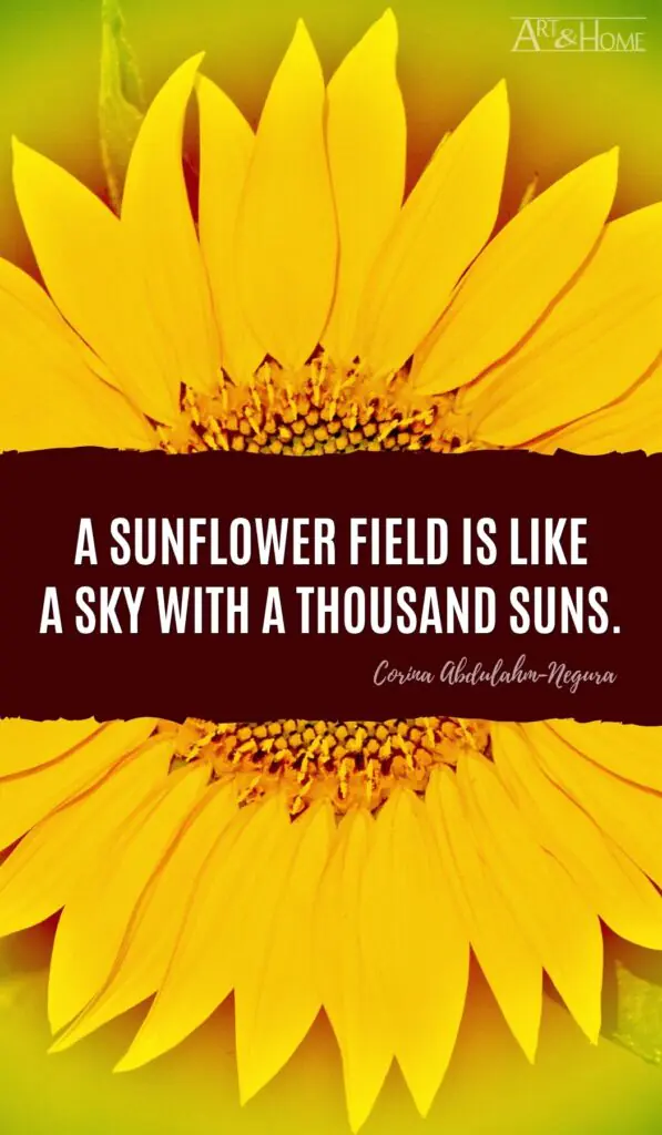 A sunflower field is like a sky with a thousand suns. Corina Abdulahm-Negura