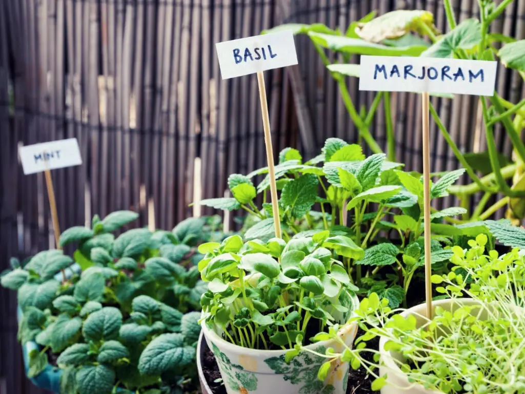 DIY Garden Tips - Create an Herb Garden