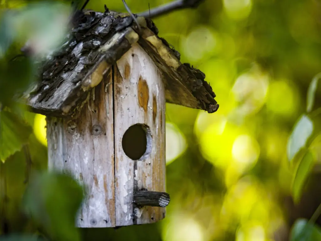 Make a Bird Feeder