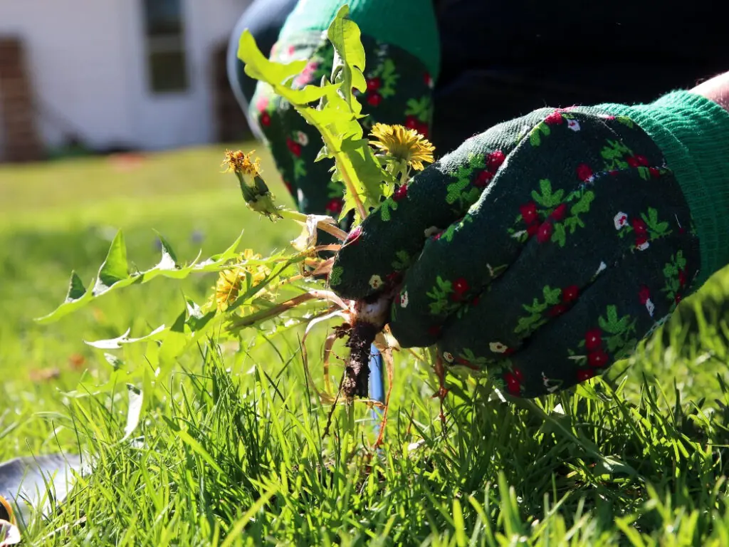 Removing Weeds