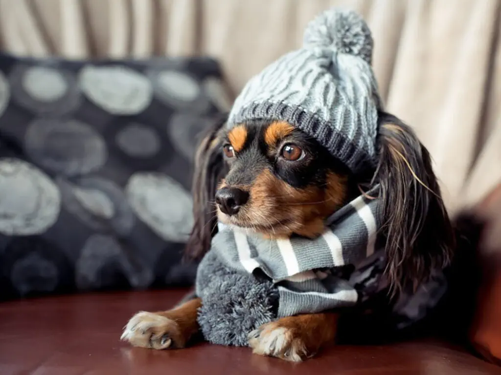 What is a Toque?