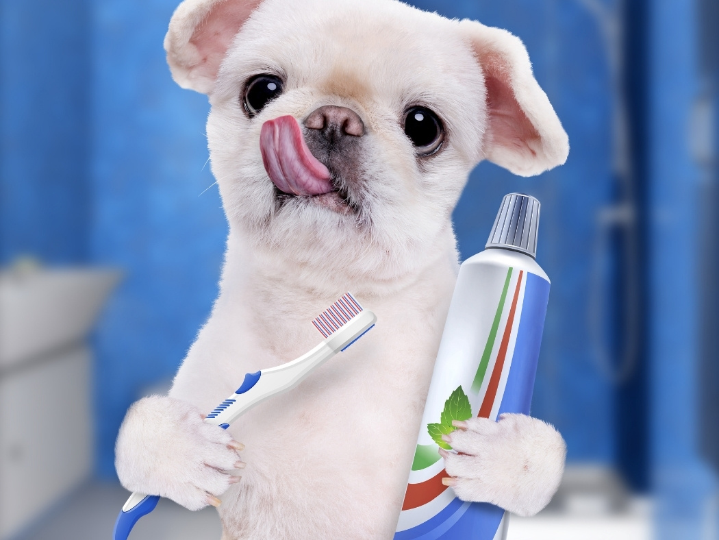 Clenz clearance dog toothbrush