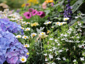 Low Maintenance Garden Perennials