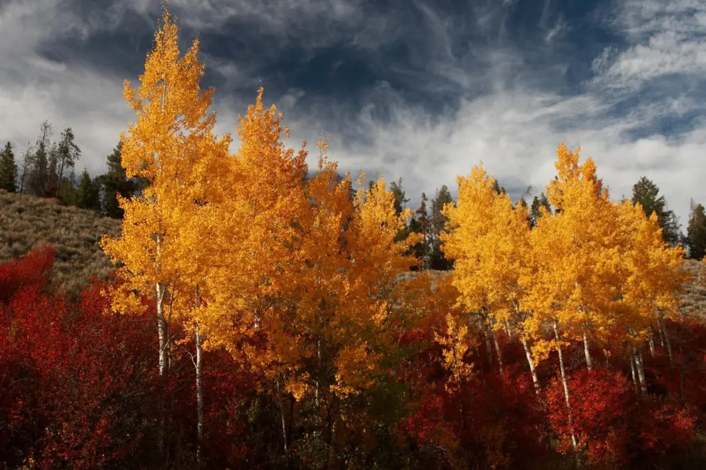 A Pop of Yellow from Fall Trees