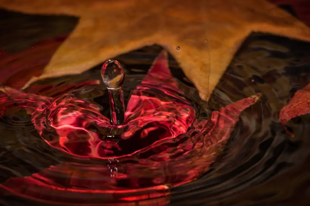 A drop of Water on Fallen Leaves