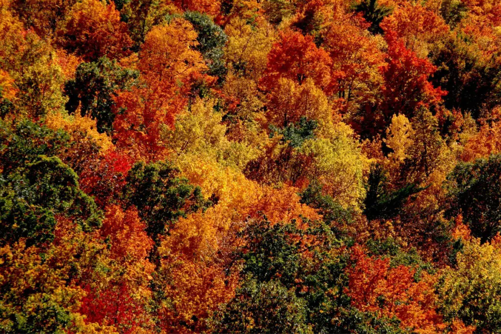 Aerial View of Fall Forest