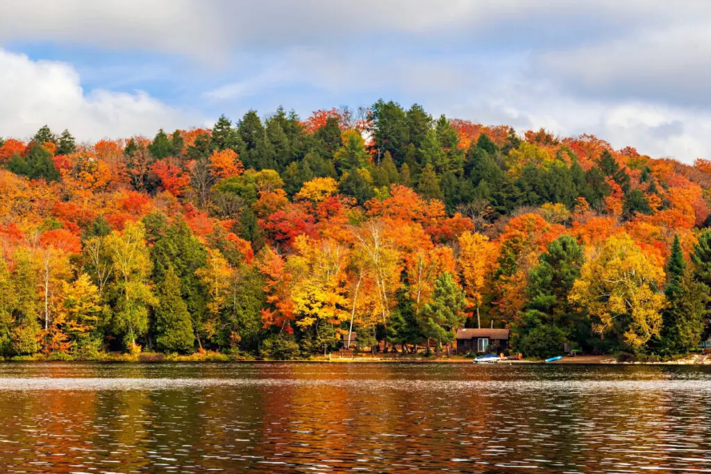 Algonquin Park Fall Colors
