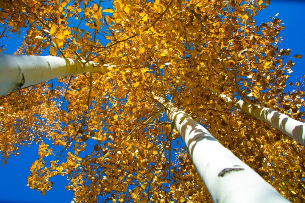 Aspen Colorado Fall Colors