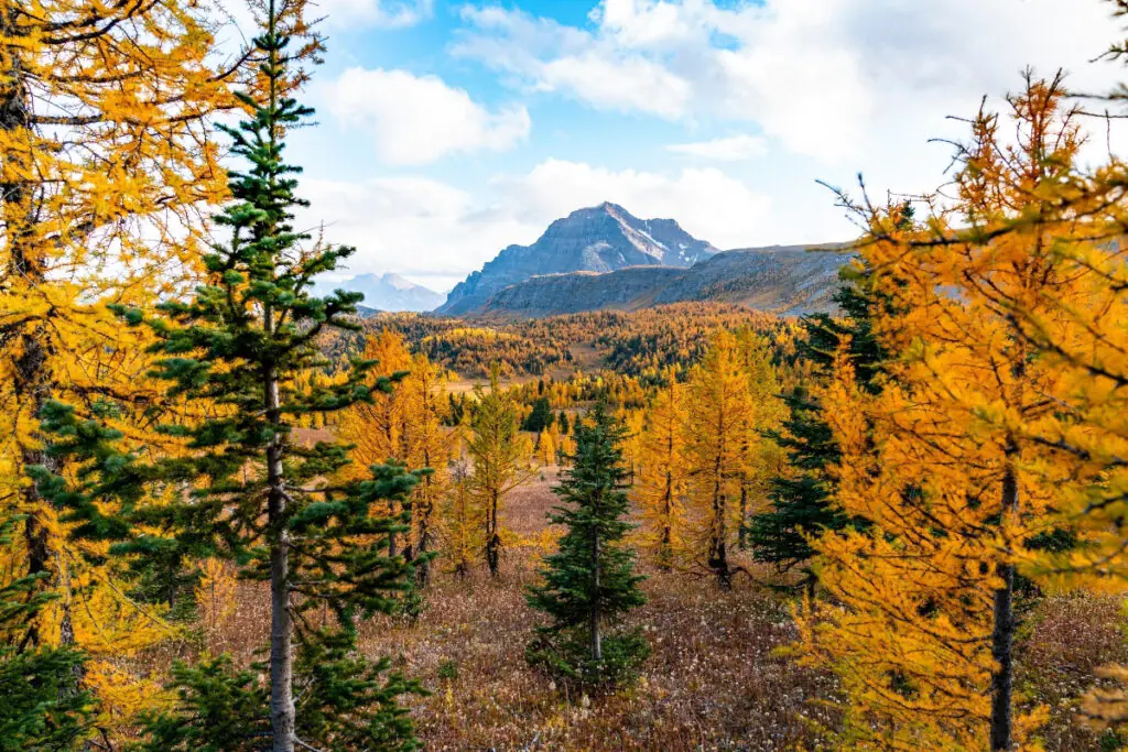 Banff Alberta Fall Colors