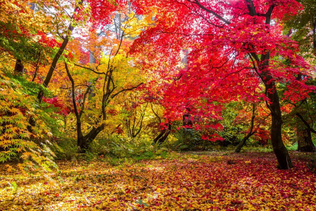 Beautiful Mixed Fall Colors