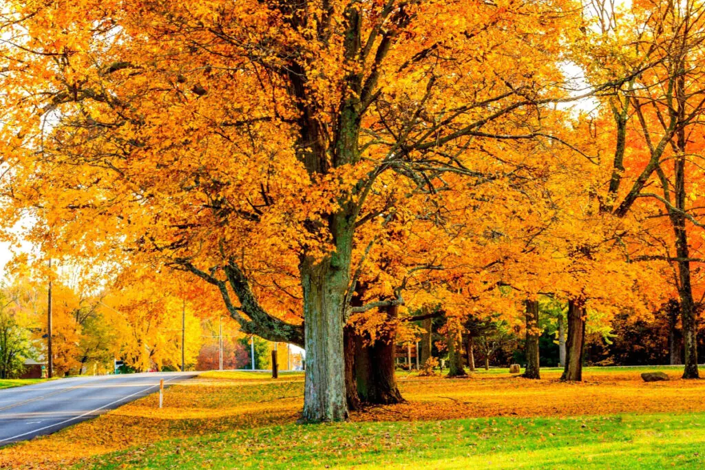 Big Yellow Fall Trees