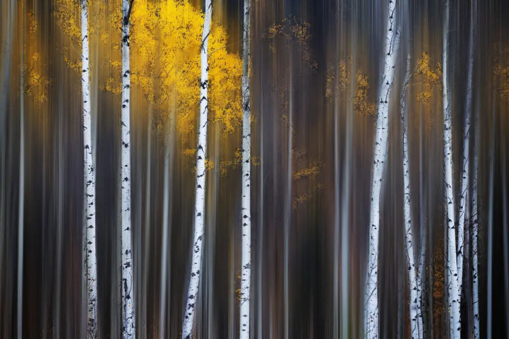 Birch Trees in the Fall