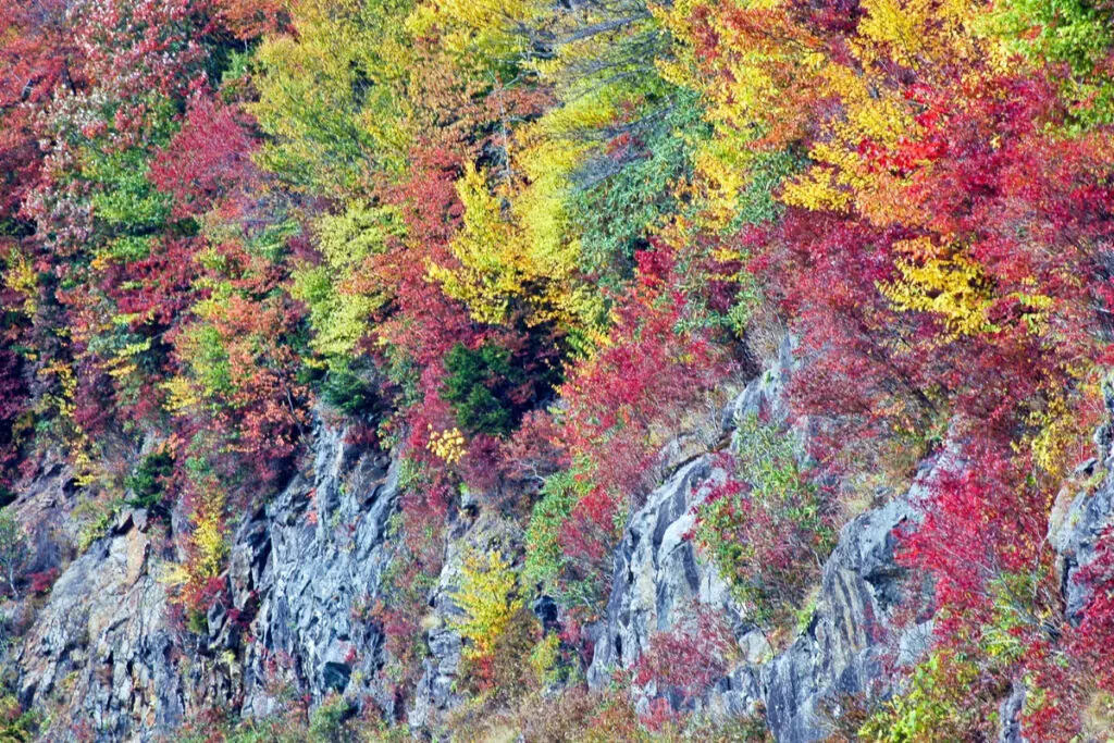 Blue Ridge Parkway North Carolina Fall Colors