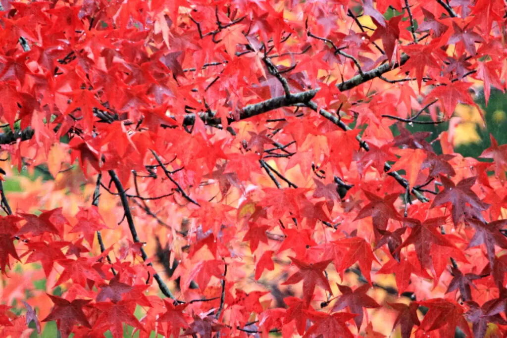 Closeup of Branch Covered in Fall Leaves