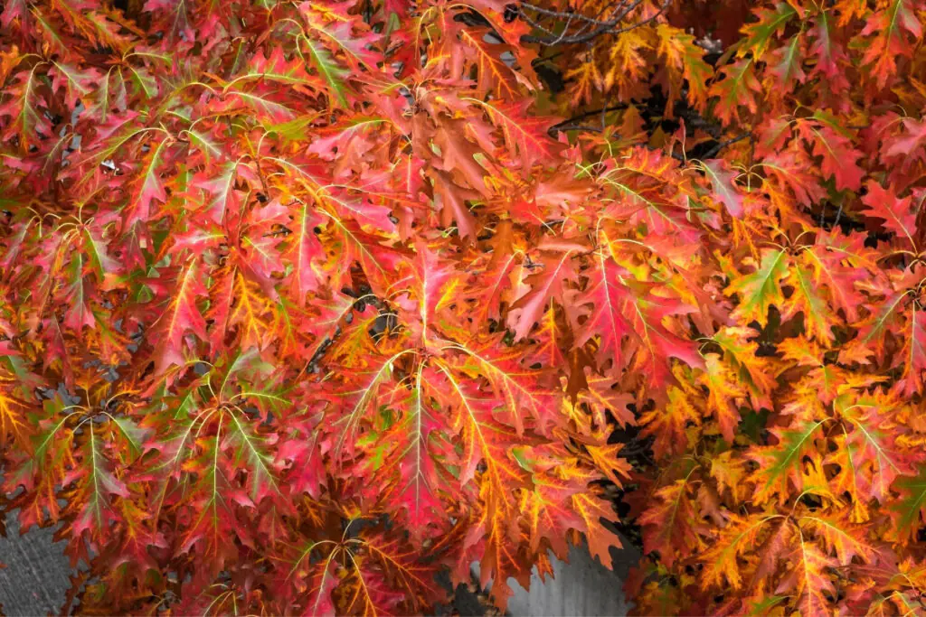 Closeup of Fall Leaves