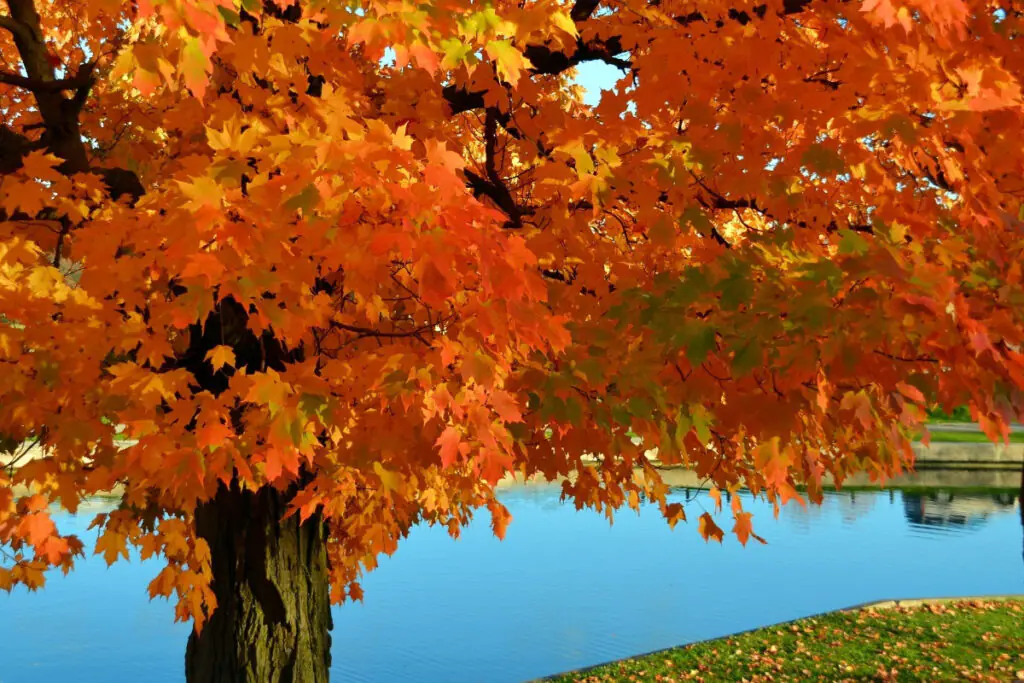 Closeup of Maple Tree with Orange Fall Leaves