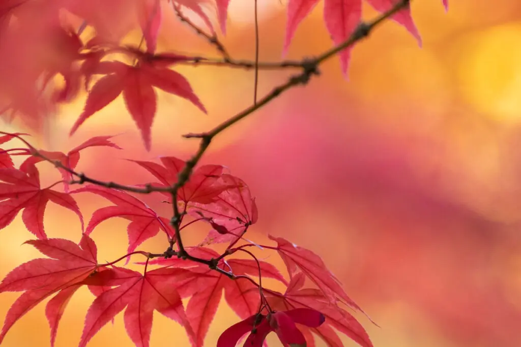 Closeup of Red Fall Leaves