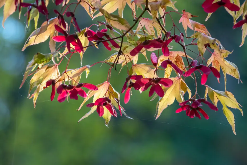 Dark Pink Colors in Fall Japanese Garden