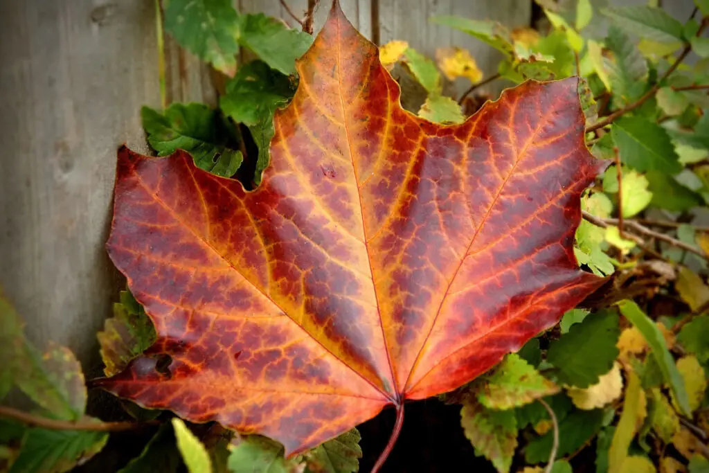 Dark Red and Yellow Fall Maple Leaf