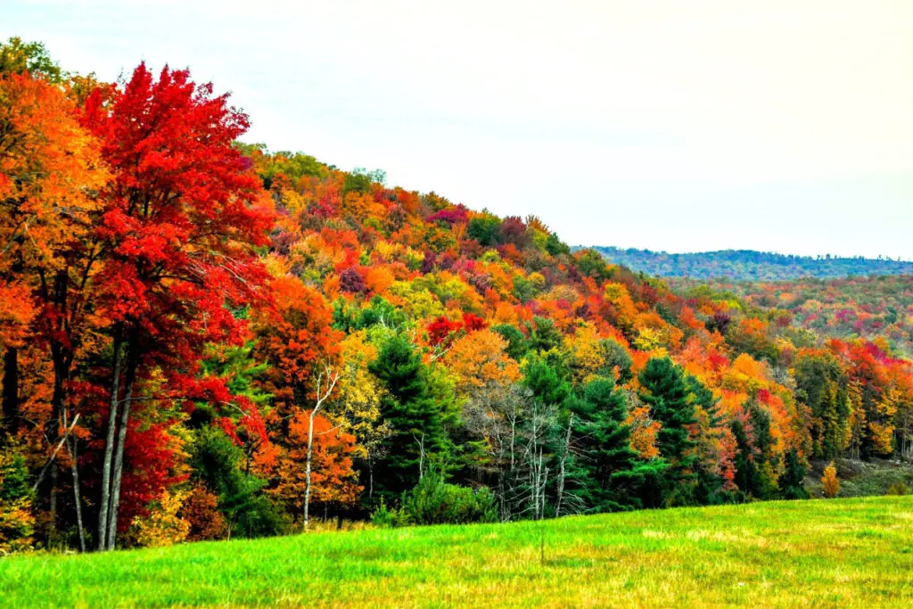 Fall Colors Across the Field