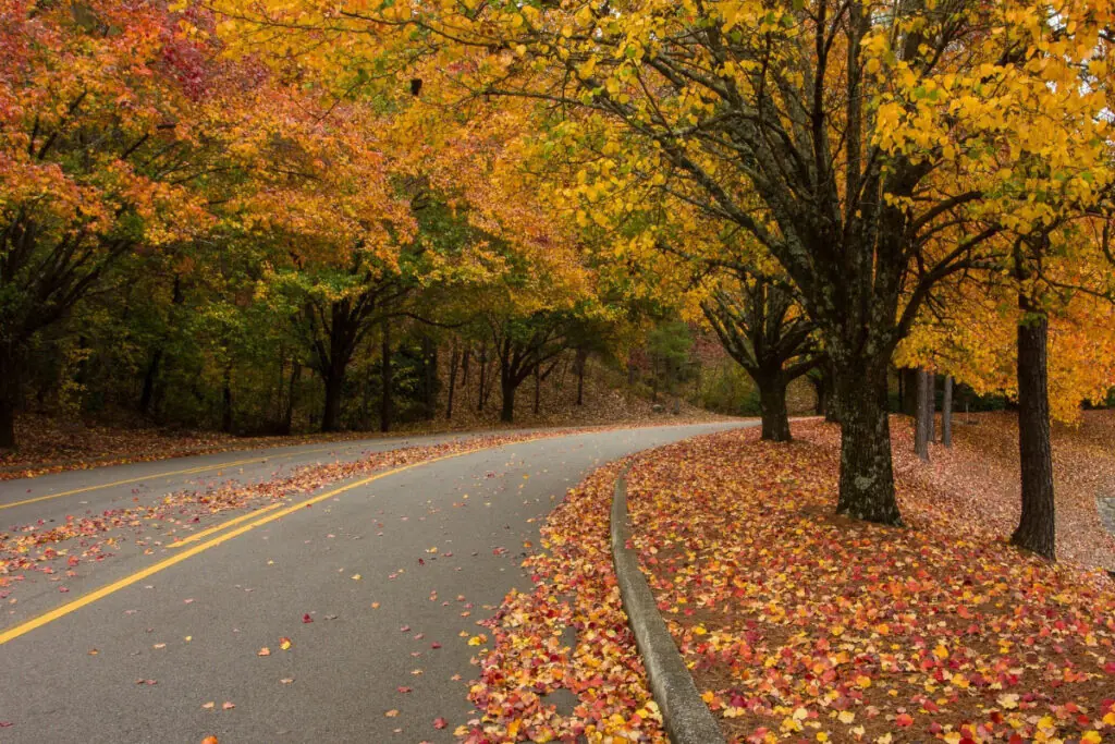 Fall Colors Drive