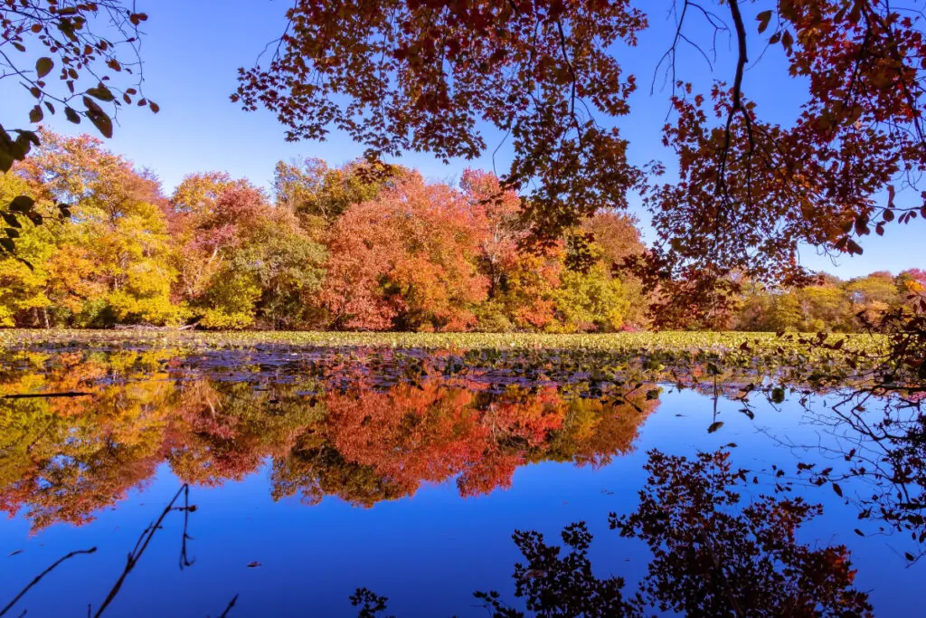 Fall Colors Surrounding a Lake