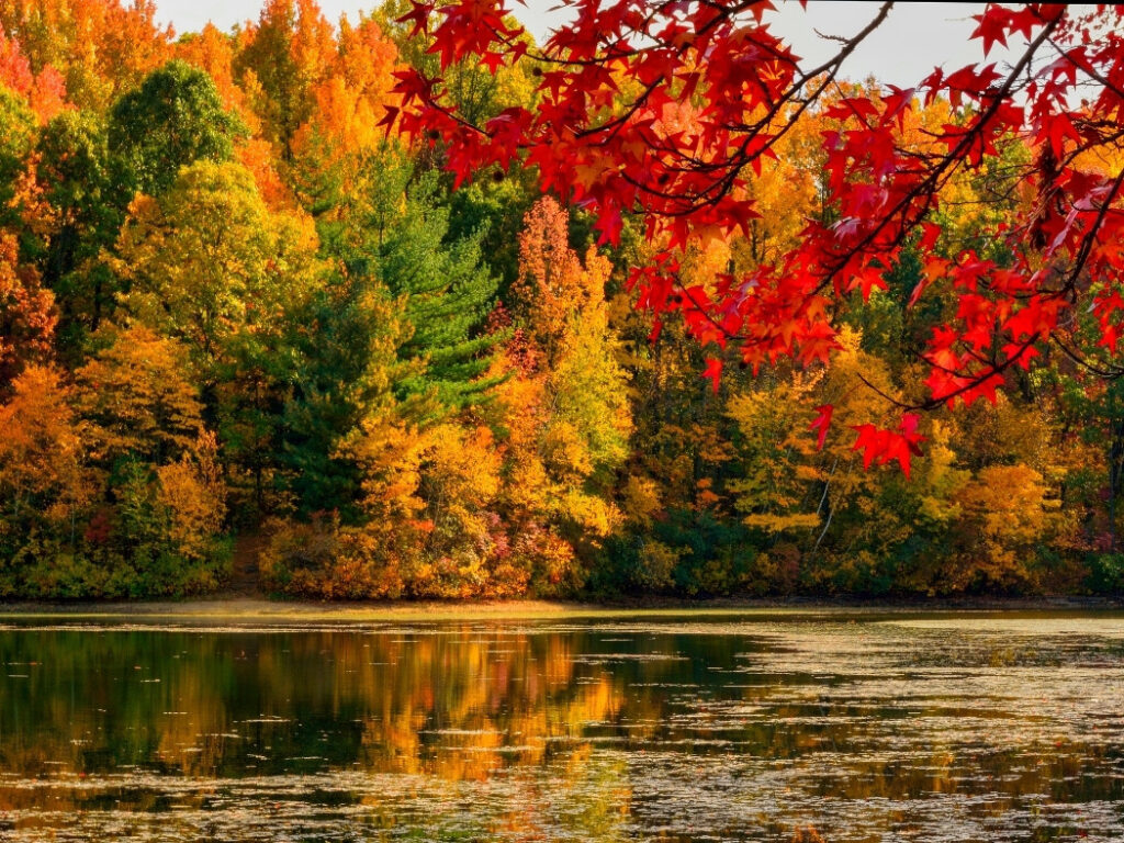 Fall Colors Virtual Tour [100+ Fall Foliage Pics] | Art & Home