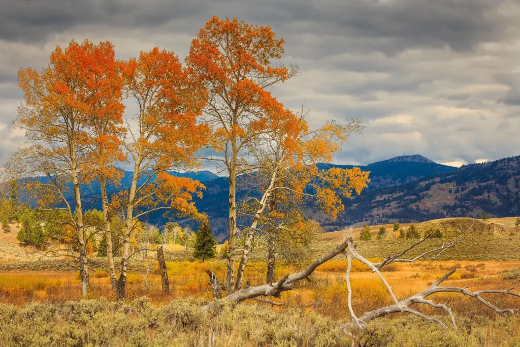 Fall Colors With Mountain Range