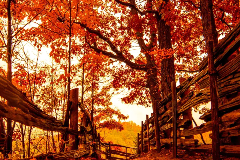 Fall Colors at Sunset
