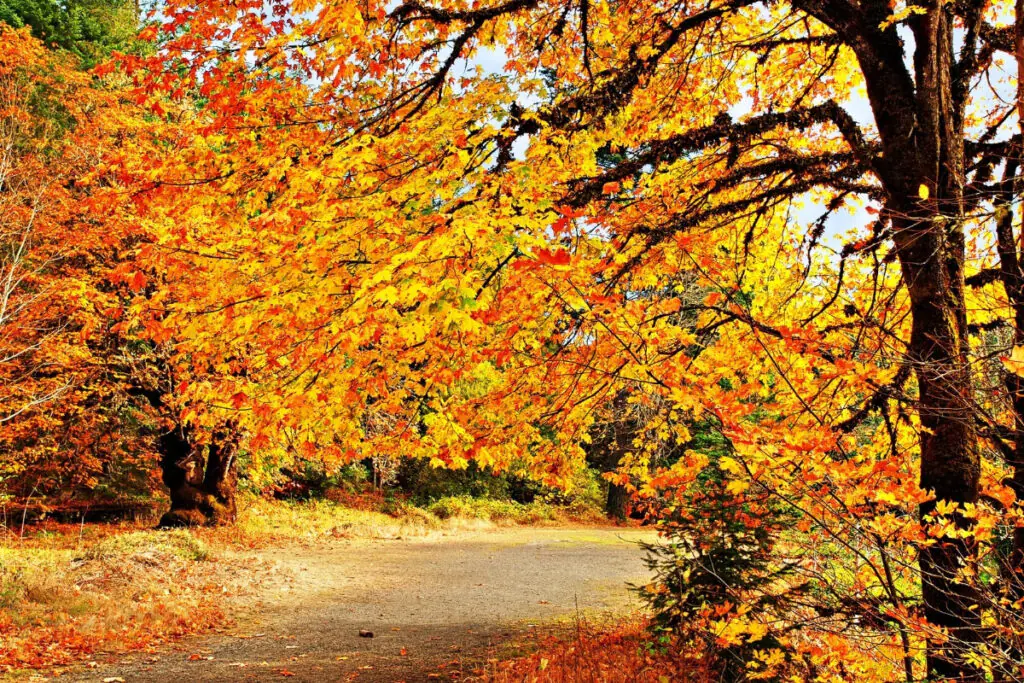 Fall Colors at Sunset