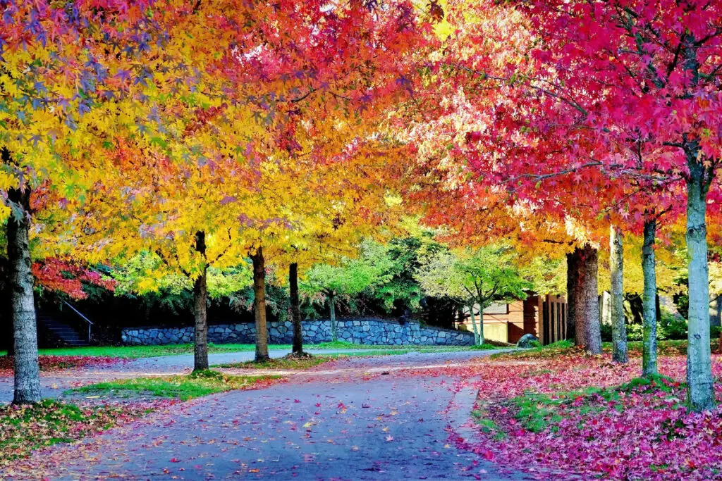Fall Colors on Tree Lined Street